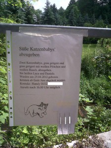 Katzenbabys